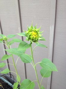 Sunflower Gen 2 July 2014 - 1